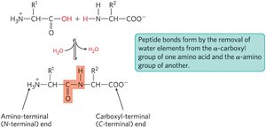 Peptide bond formation