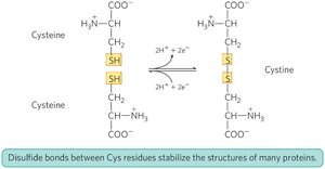 Disulfide bonds between cysteines