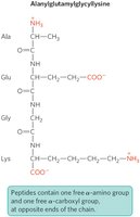 Fully ionized tetrapeptide