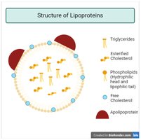 Structure of lipoproteins