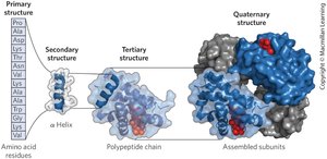 Levels of protein structure