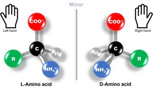 Handedness of amino acids