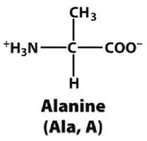Alanine structure