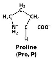 Proline structure