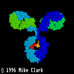 IgG antibody domain structure