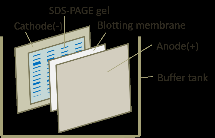 Transblotting setup