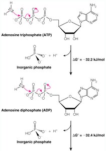 Hydrolysis of ATP, ADP, and AMP