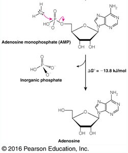 Reasons for high energy of phosphate compounds