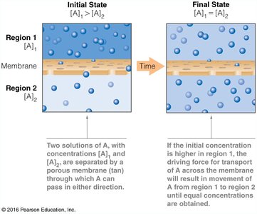 Equilibration of solute concentrations across a membrane