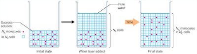 Distribution of molecules in different states