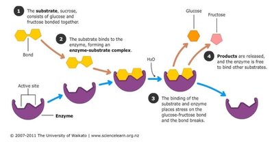 Diagram of enzyme-substrate complex formation and catalysis
