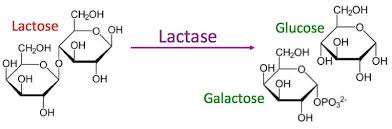 Diagram showing enzyme deficiency and lactose intolerance