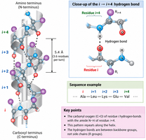 Alpha helix hydrogen bonding pattern and geometry