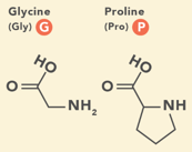 Structures of glycine and proline, helix breakers
