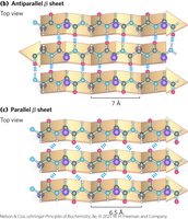 Parallel and antiparallel beta sheets