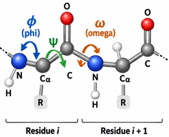 Phi, psi, and omega dihedral angles in the peptide backbone
