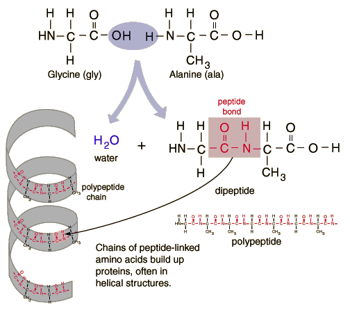 Peptide bond formation and polypeptide chain