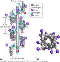 Structure of the alpha helix with hydrogen bonds and side chains