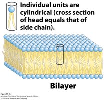 Bilayer structure