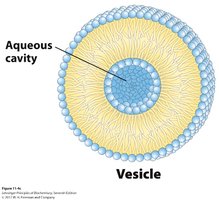Vesicle structure