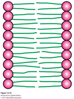 Close-up of bilayer