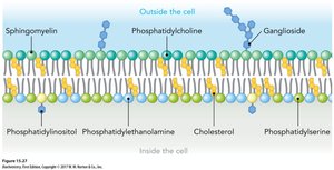 Asymmetry of membrane lipids