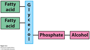 Phospholipid structure