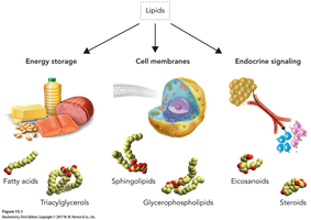 Roles and types of lipids