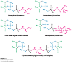 Phospholipid head group diversity