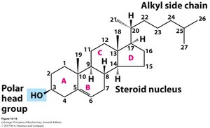 Cholesterol structure