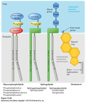 Amphipathic lipid structure