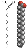 Structure of a fatty acid