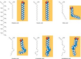 Structures of common fatty acids