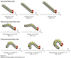 Ball-and-stick models of fatty acids