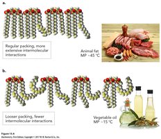 Packing of saturated vs. unsaturated fatty acids