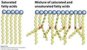 Comparison of packing in animal fat and vegetable oil