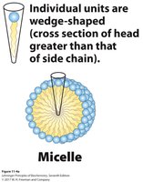 Micelle structure