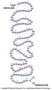 Primary sequence of lysozyme