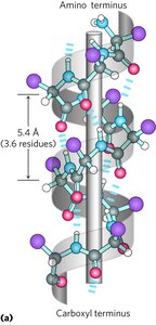 Alpha helix with side chains