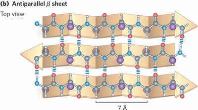 Antiparallel beta sheet