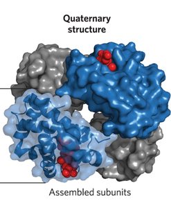 Quaternary structure of a protein complex
