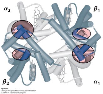 Hemoglobin quaternary structure