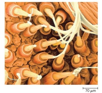 Silk fibroin beta sheet structure