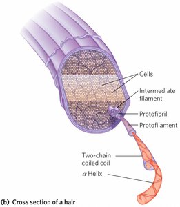 Keratin structure: cross section of hair