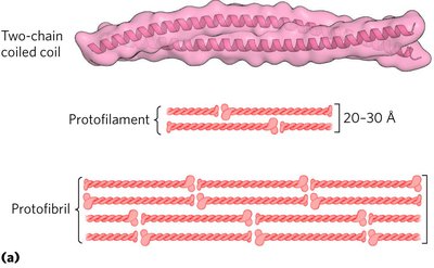 Keratin structure: coiled coil and protofibril