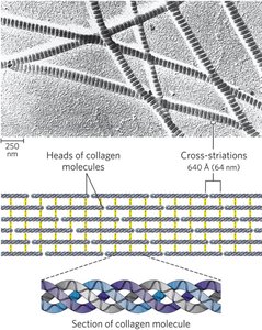 Collagen triple helix and fibril structure