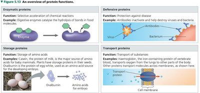 Overview of protein functions
