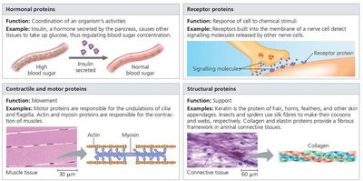 Examples of protein functions: hormonal, receptor, contractile, structural