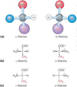 L- and D- alanine stereoisomers