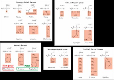 Classification of amino acids by R group properties